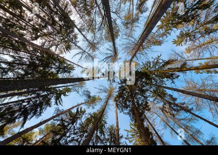Hohen Kiefern Stockfoto