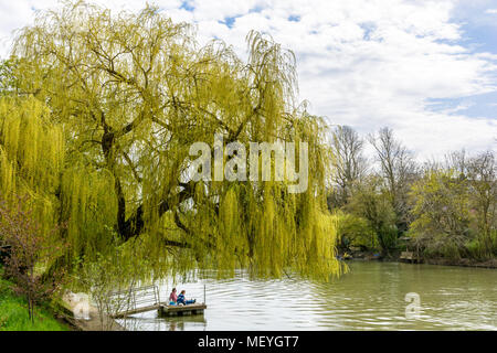 Ein paar macht das Beste aus der sonnigen Tage des Frühlings zum Picknick auf einer hölzernen Steg am Ufer des Flusses Marne, im Schatten einer Trauerweide. Stockfoto