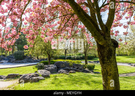 Eine Gruppe von Felsen in den öffentlichen Park von Tremblay, in den Vororten von Paris, mit den Zweigen einer blühenden Japanischen Kirschbaum in den Vordergrund. Stockfoto