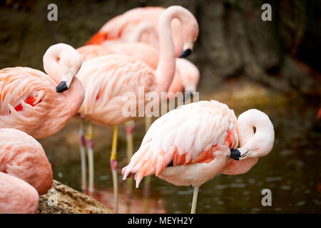 Atlanta, Hauptstadt des US-Bundesstaates Georgia, Atlanta Zoo Tierpark Flamingos oder Flamingos im Wasser Stockfoto