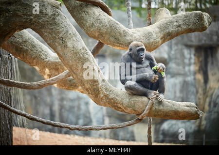 Atlanta, Hauptstadt des US-Bundesstaates Georgia, Atlanta Zoo Tierpark westlichen Flachlandgorilla von Tiefland Sümpfe in Zentralafrika Stockfoto