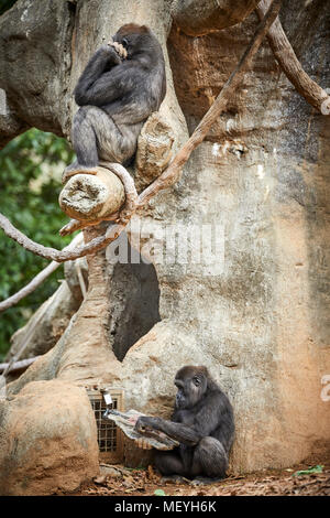 Atlanta, Hauptstadt des US-Bundesstaates Georgia, Atlanta Zoo Tierpark westlichen Flachlandgorilla von Tiefland Sümpfe in Zentralafrika Stockfoto