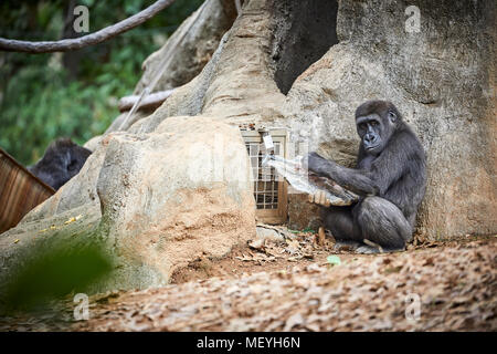 Atlanta, Hauptstadt des US-Bundesstaates Georgia, Atlanta Zoo Tierpark westlichen Flachlandgorilla von Tiefland Sümpfe in Zentralafrika Stockfoto