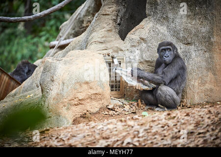 Atlanta, Hauptstadt des US-Bundesstaates Georgia, Atlanta Zoo Tierpark westlichen Flachlandgorilla von Tiefland Sümpfe in Zentralafrika Stockfoto