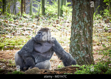 Atlanta, Hauptstadt des US-Bundesstaates Georgia, Atlanta Zoo Tierpark westlichen Flachlandgorilla von Tiefland Sümpfe in Zentralafrika Stockfoto