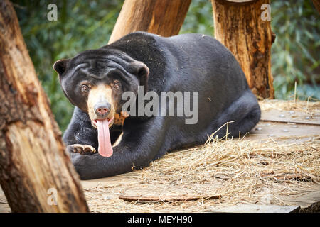 Atlanta, Hauptstadt des US-Bundesstaates Georgia, Atlanta Zoo Tierpark Malayan Sun Bear Stockfoto