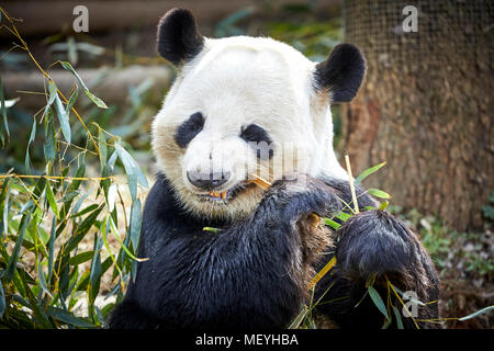 Atlanta, Hauptstadt des US-Bundesstaates Georgia, Atlanta Zoo Tierpark panda Bär in South Central China Stockfoto