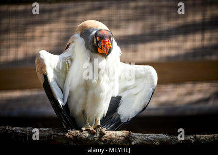 Atlanta, Hauptstadt des US-Bundesstaates Georgia, Atlanta Zoo Tierpark König Geier, Land, Stand, Stockfoto