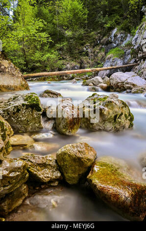 Steine im fließenden Wasser mit Bäumen Stockfoto