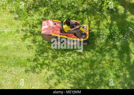 Blick von oben auf einen männlichen Schwarzen Gärtner mähen den Rasen bestreut mit Gänseblümchen auf einem rasentraktor im Schatten eines Baumes. Stockfoto