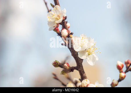Blumen von einem blühenden Apricot. Der Beginn des Frühlings Stockfoto