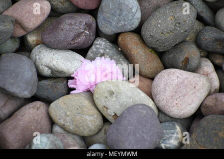 Pretty Pink apple blossom, die zu den Felsen unterhalb Stockfoto