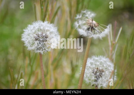 Löwenzahn, oder Wünsche, wie wir sie in diesem Stadium, in unserem Garten, bevor wir es für die Vegetationsperiode. Stockfoto