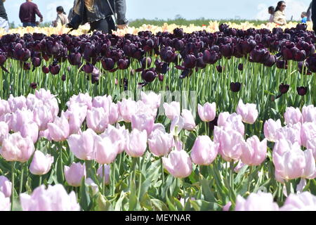 Licht und dunkel Lila Lila Tulpen wachsen in Reihen nebeneinander auf der Holzschuh Tulip Festival in Woodburn Oregon Stockfoto