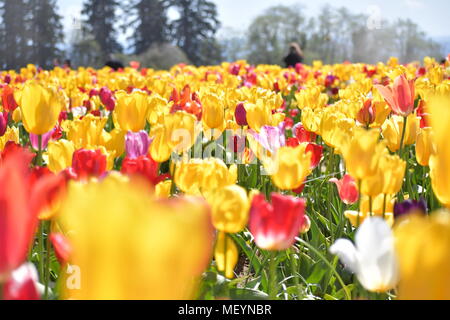 Felder von mehreren farbigen Tulpen an der Holzschuh Tulip Festival in Woodburn Oregon Stockfoto