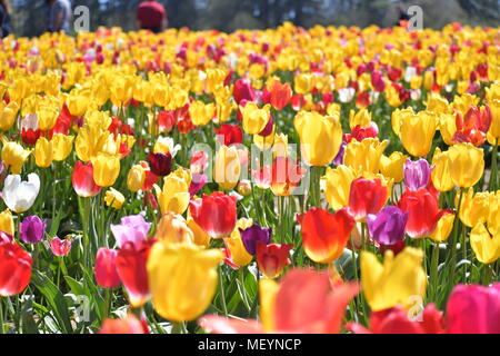 Felder von mehreren farbigen Tulpen an der Holzschuh Tulip Festival in Woodburn Oregon Stockfoto