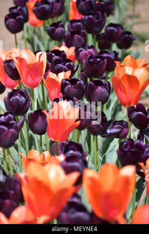 Dunkel lila und orange Tulpen wachsen zusammen an der Holzschuh Tulip Festival in Woodburn Oregon Stockfoto