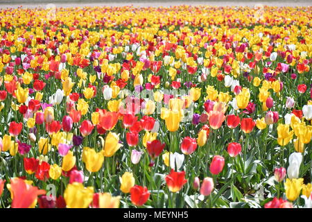 Felder von mehreren farbigen Tulpen an der Holzschuh Tulip Festival in Woodburn Oregon Stockfoto