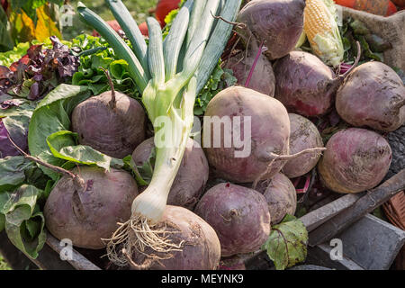 Geerntete rote Rüben. Stockfoto