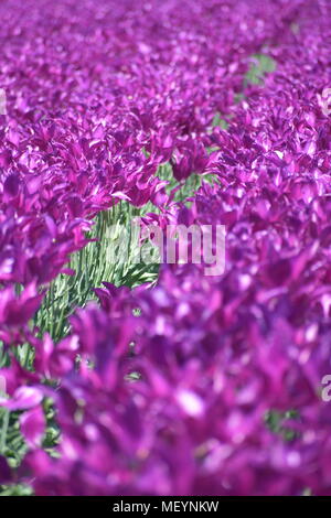 Schönen lila Tulpen an der Holzschuh Tulip Festival in Woodburn Oregon Stockfoto