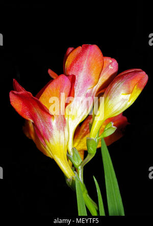 Roter Freesie close-up Stockfoto