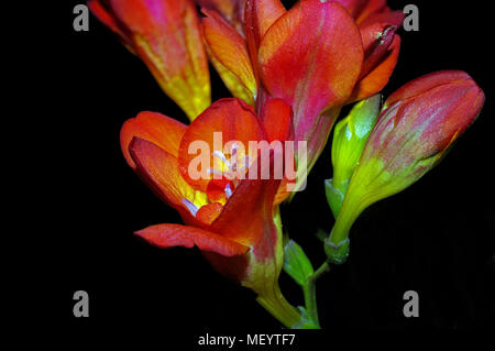 Roter Freesie close-up Stockfoto