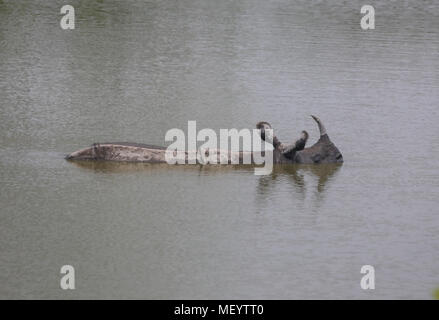 Rhino Abkühlung im Wasser - Kaziranga Stockfoto