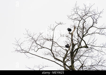 Ein paar Dohlen (Coloeus monedula) in einem Baum gehockt Stockfoto