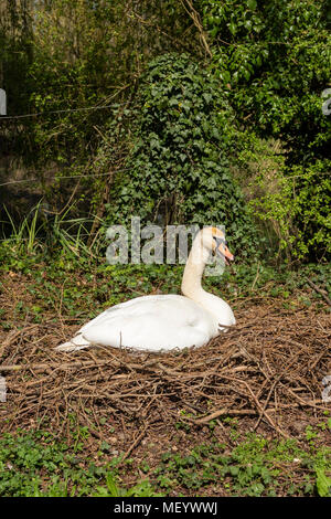 Ein weißer Höckerschwan sitzen auf einem Nest im Frühjahr Stockfoto