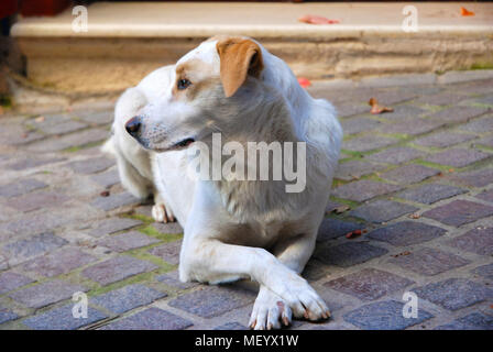 Hund posieren für ein Foto. Stockfoto