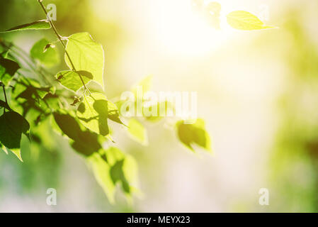 Sonnenlicht in White birch Baumkrone, abstrakte Frühling natürlichen Hintergrund Stockfoto