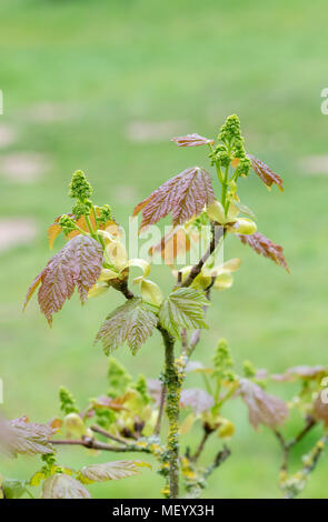 Acer velutinum der samtenen Ahorn/Persischen ahorn Blätter und Blüten im Frühjahr. Großbritannien Stockfoto