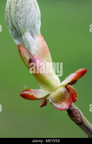 Aesculus hippocastanum. Rosskastanie Blätter, die sich aus der Knospe im frühen Frühling. Großbritannien Stockfoto