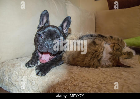 Tabby, lange Haare Hauskatze und Schwarz, aktiver Hund, die gemeinsam spielen. Neugierig, fröhliche Welpen der Französische Bulldogge und Braune, gestreifte Sibirische Katze h Stockfoto