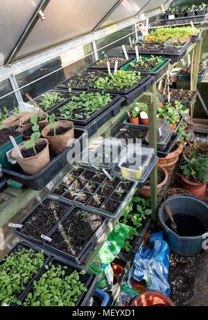 Blumensetzlingen in Schalen in einem Gewächshaus im Frühjahr. UK Stockfoto