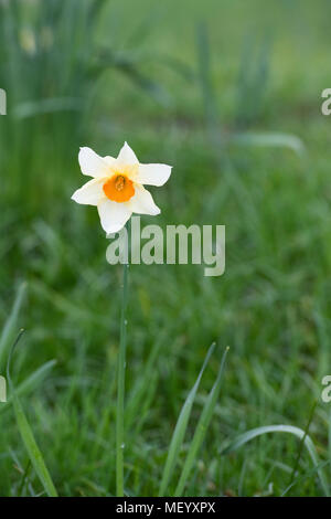Narzisse. Single Narzisse im Gras im Frühling. Großbritannien Stockfoto