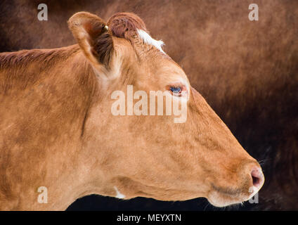 Guernsey Kühe, die beiden goldenen und roten (Braun). Profile und Nahaufnahmen. Stockfoto