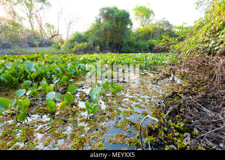 Panorama vom Pantanal, brasilianische Feuchtgebiet Region. Schiffbaren Lagune. Südamerika-Wahrzeichen Stockfoto