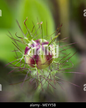 Kapsel schwarzer Kümmel (Nigella sativa) im Garten Stockfoto