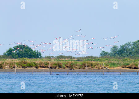 Herde von rosa Flamingos von "Delta del Po" Lagune, Italien. Natur-panorama Stockfoto