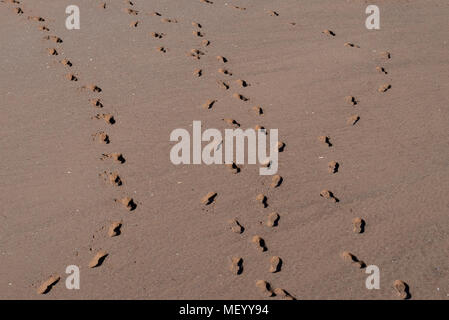 Spuren im Sand auf einem Devon Beach. Stockfoto