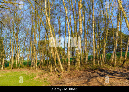 Die Stämme der Silber Birken fangen das Sonnenlicht an einem strahlenden Frühlingstag Stockfoto
