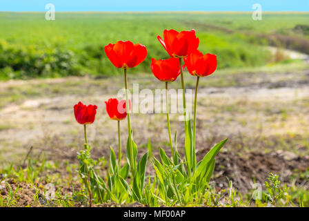 Sechs rote Tulpe Blumen mit langen Stielen, die am Rand ein grünes Feld in der Landschaft mit einem Bach. Stockfoto