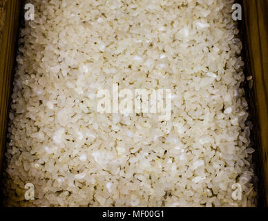 Im Reis beginnt Koji-Schimmel zu wachsen. Miso, traditionelle japanische Würze, hergestellt in Deutschland, handwerkliche Herstellung des ersten deutschen Miso, hergestellt in Schwarzwald, Deutschland Stockfoto