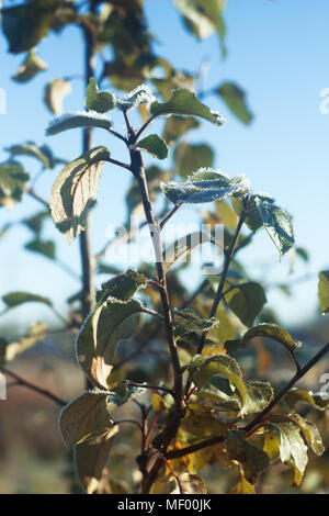 Ersten Frost auf den Blättern Stockfoto