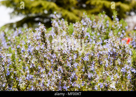 In der Blüte Rosmarin, Toskanische Landschaft im Frühling, Val d'Orcia Italien, UNESCO Weltkulturerbe Stockfoto