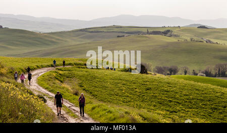 Wandermarathon durch die Toskana. Toskanische Landschaft im Frühling, grüne Felder, Zypressen und Olivenbäume, Wandern in der Toskana, Val d'orcia Italien, UNESCO-Weltkulturerbe Stockfoto