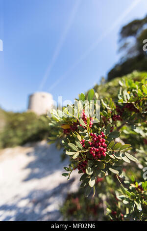 Rote Beeren und Pflanzen des Landesinneren umrahmen den Turm Cala Pira Castiadas Cagliari Sardinien Italien Europa Stockfoto