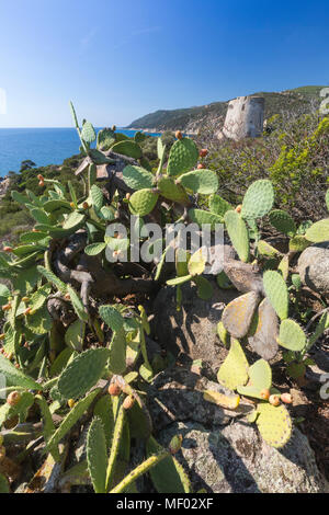 Kaktusfeigen des Landesinneren umrahmen den Turm mit Blick auf das türkisfarbene Meer Cala Pira Castiadas Cagliari Sardinien Italien Europa Stockfoto