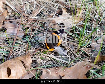 Red Admiral Schmetterling auf dem Waldboden Erwärmung seine Flügel. Stockfoto